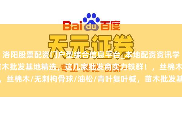 洛阳股票配资门户型综合信息平台_本地配资资讯学习与行情导航 2025苗木批发基地精选，这几家批发商实力轶群！，丝棉木/无刺枸骨球/油松/青叶复叶槭，苗木批发基地批发商推选分析